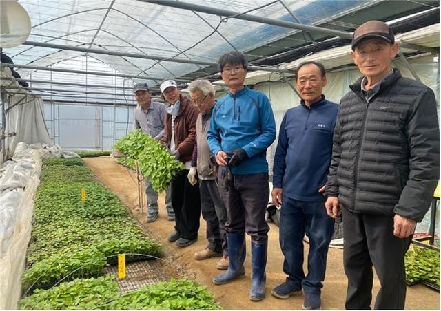 고구마 조직배양 무병묘 보급