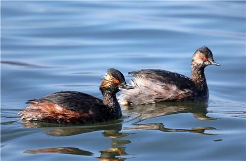 겸은목논병아리 여름깃(왼쪽)과 겨울깃