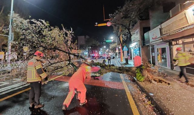 강풍에 쓰러진 가로수 안전조치