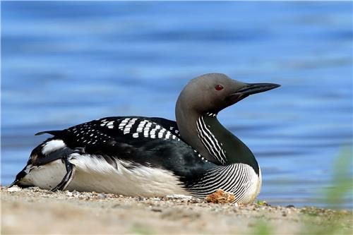 큰회색머리아비 여름깃