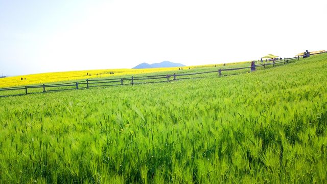 고창 학원농장 청보리밭