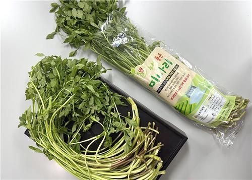 카테킨 함유 기능성 미나리