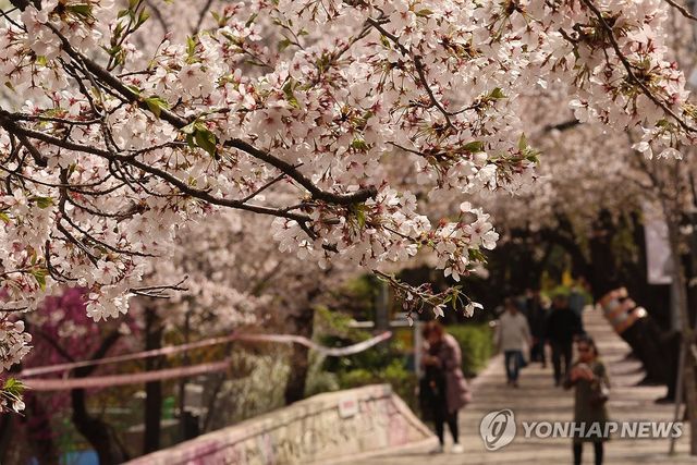 궂은 날씨 속 벚꽃 구경