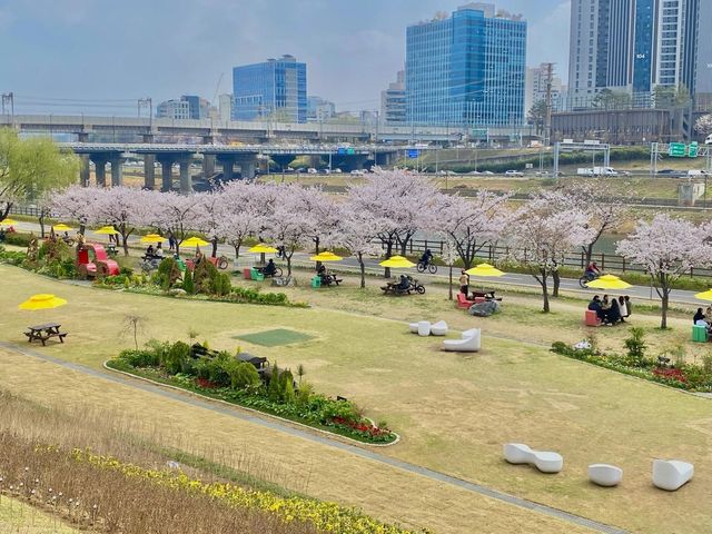 성동구 중랑천 피크닉 정원