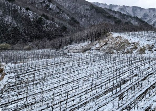 양구 해안면 사과농가에 내린 눈