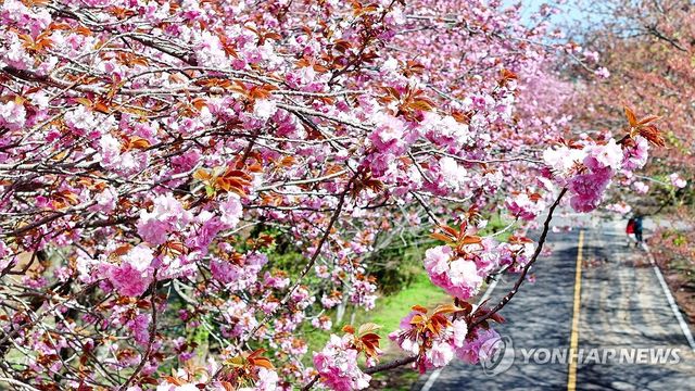 제주는 겹벚꽃 피는 시절
