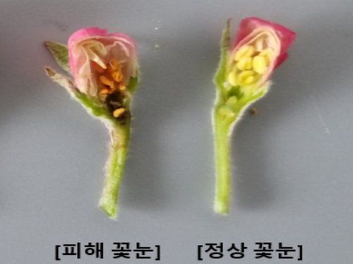 사과꽃 저온 피해 사례