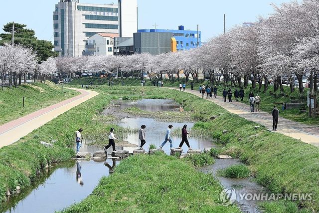 벚꽃 핀 홍성천