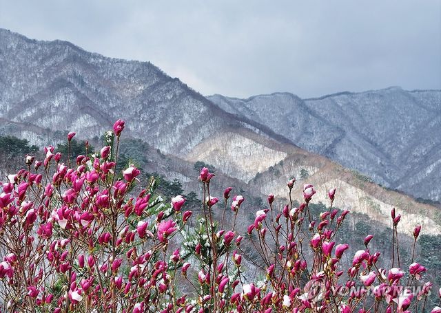 묘한 계절의 조화