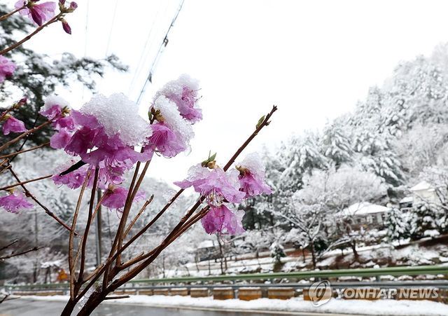봄인 듯 겨울인 듯