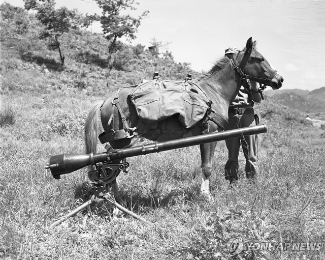 한국전쟁 전장의 제주마 '레클리스'
