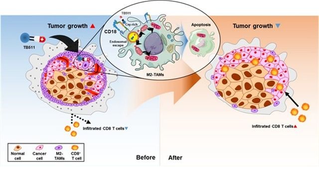 펩타이드 신약 'TB511'의 종양미세환경 내 작요 원리 