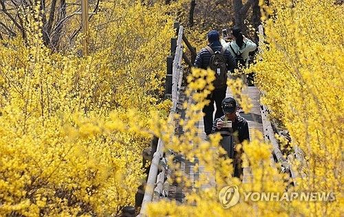 개나리 핀 등산로