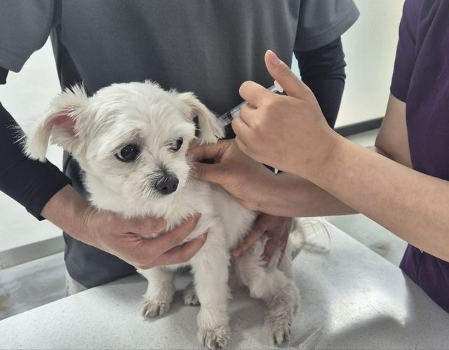 광견병 예방접종 모습