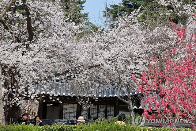 벚꽃 만개한 허균허난설헌기념공원