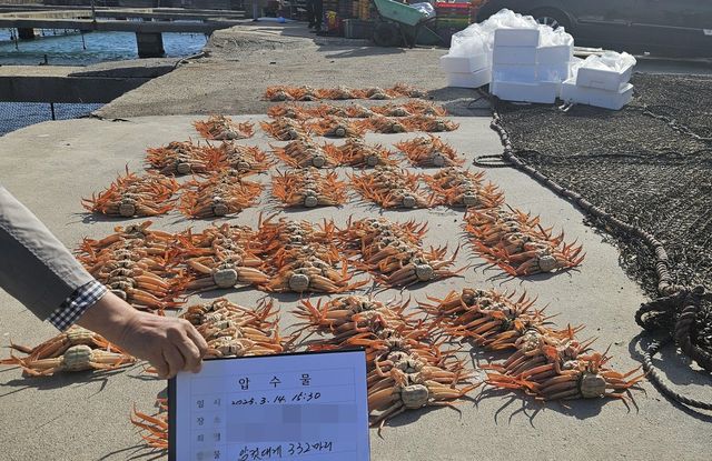 적발된 암컷대게