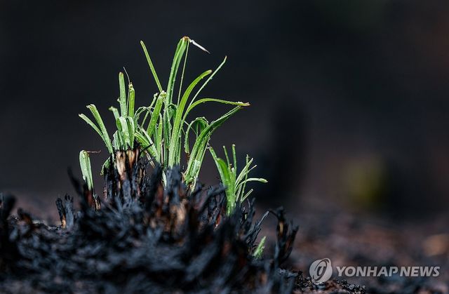 산불 지나간 자리 적시는 봄비