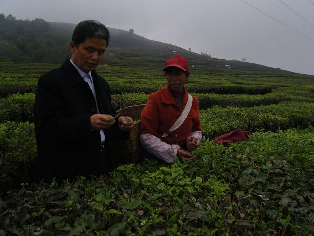 반산다원을 방문한 필자 