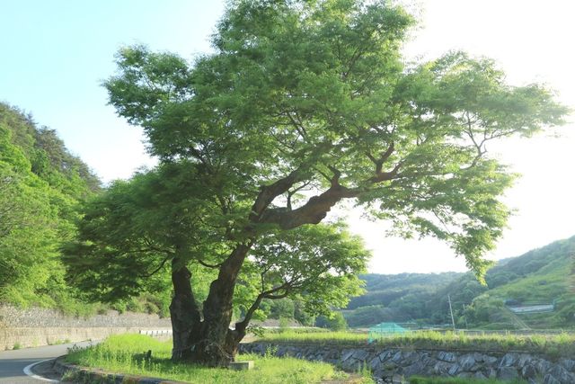 경남 산청군 신등면 간공리 마을 입구의 느티나무 모습 