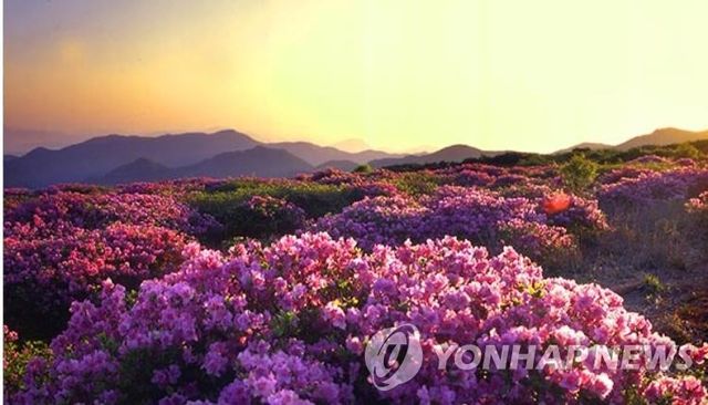 철쭉 만개한 '양산8경' 천성산
