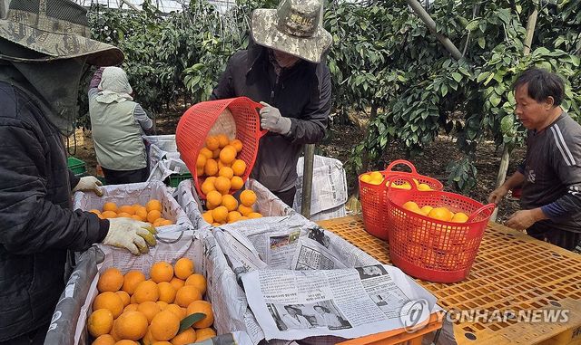 제주 만감류 '카라향' 수확 한창