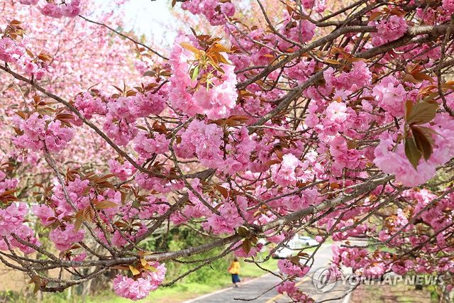 제주는 겹벚꽃 피는 시절
