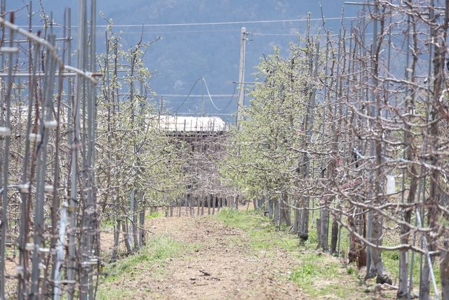 '대비되는 사과나무'