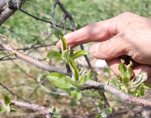 말라버린 사과꽃