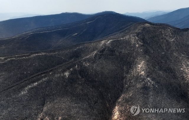 검게 그을린 야산