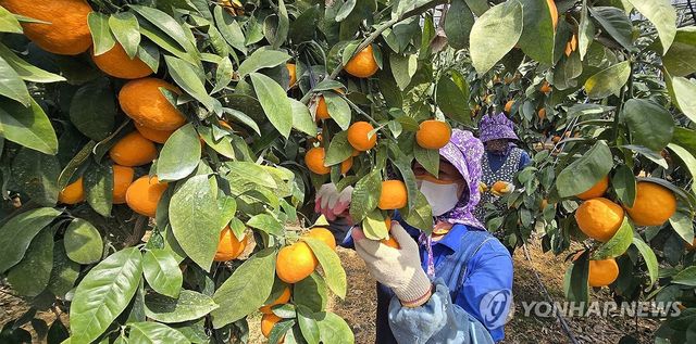 탐스러운 제주 '카라향' 수확 한창