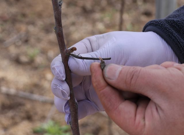열기에 쪼그라든 사과꽃