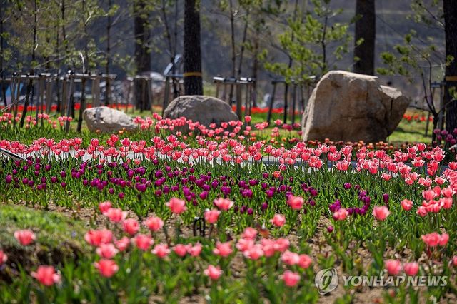 동해 무릉별유천지, 오색찬란 튤립꽃 5만 송이 '활짝'
