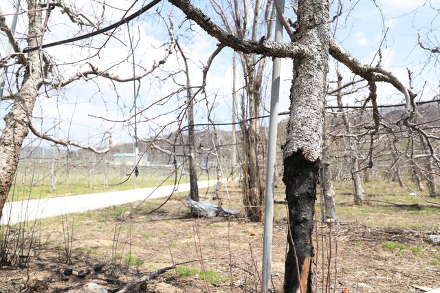 불에 타버린 안동 사과나무