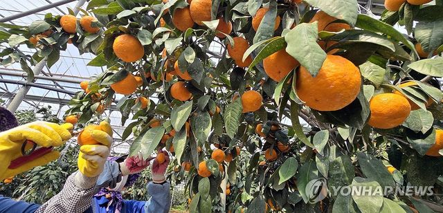 잘 익은 제주 '카라향' 수확 손길