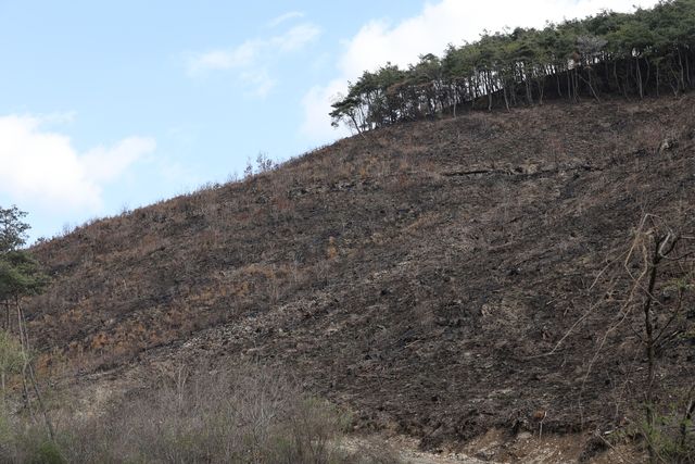 경북산불이 휩쓴 의성군 점곡면 구암리 야산