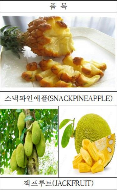 스낵파인애플, 잭프루트