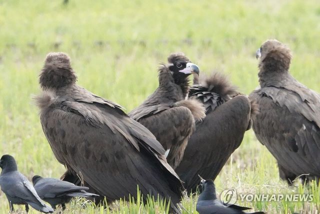 울산에서 월동하는 독수리