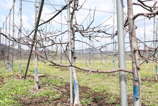 훼손된 나무에는 파란색 표기 