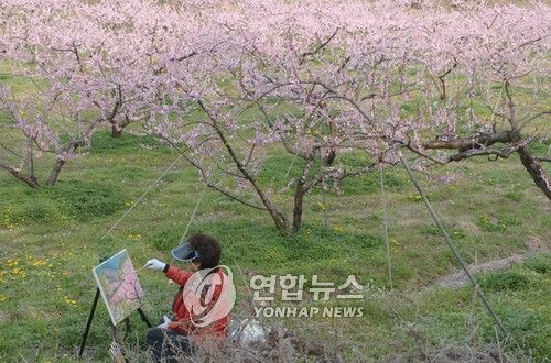 화폭에 담는 '복숭아 꽃대궐'