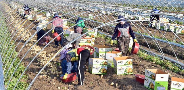 김제 광활면의 봄 감자 수확 현장