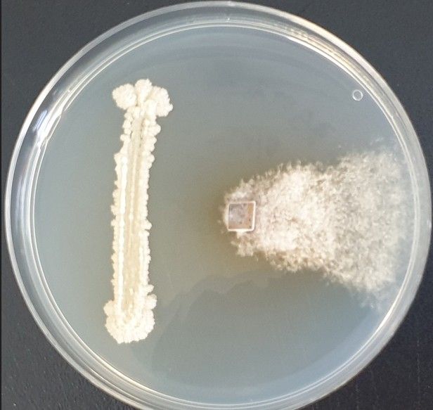 내생균 항균 활성 시험