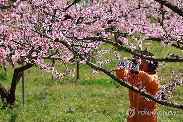 알찬 결실을 위한 적화작업