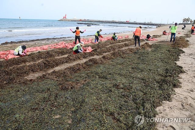 제주는 때아닌 미역과의 전쟁