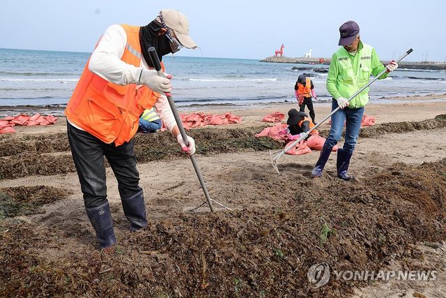 제주는 때아닌 미역과의 전쟁