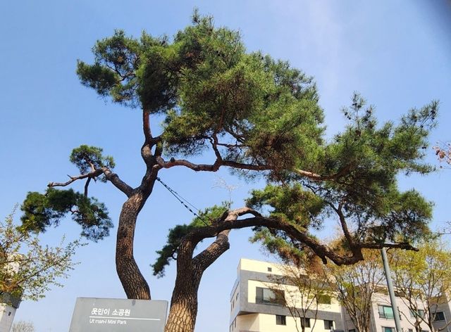 벚나무 키워준 소나무