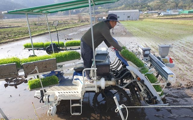 웅치 올벼쌀 첫 모내기