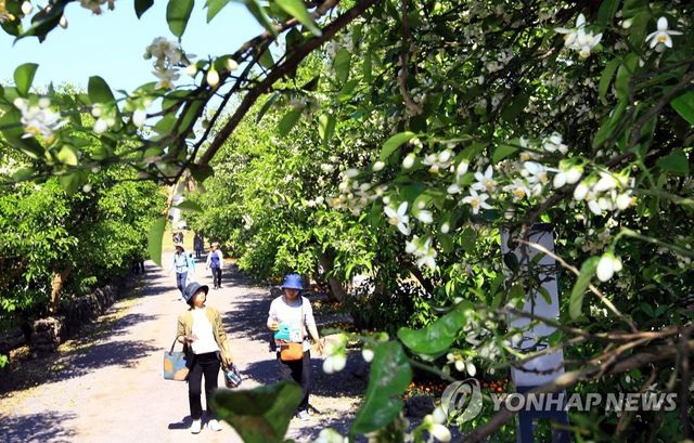 제주 감귤 꽃향기 속으로