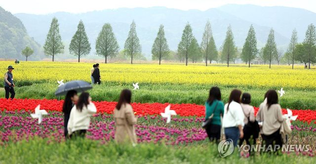 흐려도 봄은 봄…창녕 낙동강 유채단지
