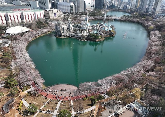 석촌호수 둘러싼 벚꽃