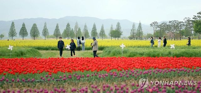 흐려도 화려한 봄…창녕 낙동강 유채단지